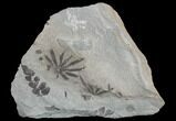 Pennsylvanian Fossil Flora (Neuropteris & Annularia) Plate - Kentucky #126252-1